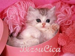 BizsuCica-A macsekom rajongi oldala